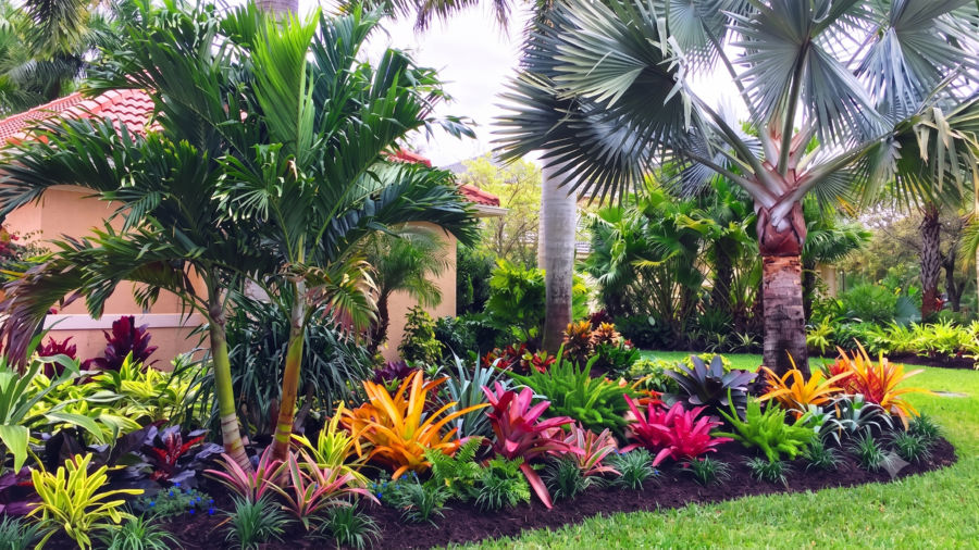 Tropical Landscapes